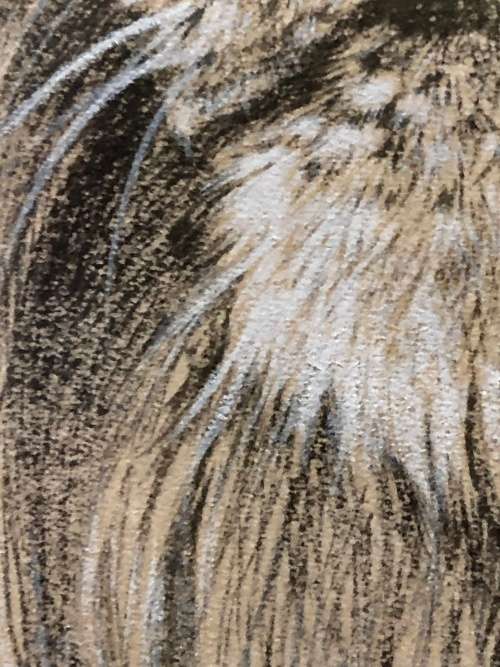 WOW !!! ABSOLUTELY STUNNING ORIGINAL MIXED MEDIA OF A LION BY FA BURNLEY DATED 1968