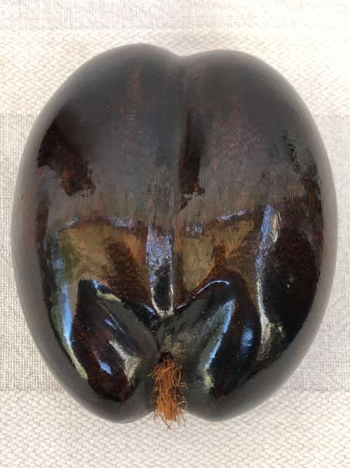 WHAT AN AMAZING FIND !!! SMALL COCO DE MER - THE FORBIDDEN FRUIT - EXOTIC ERROTIC AND COLLECTIBLE