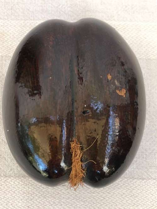 WHAT AN AMAZING FIND !!! SMALL COCO DE MER - THE FORBIDDEN FRUIT - EXOTIC ERROTIC AND COLLECTIBLE