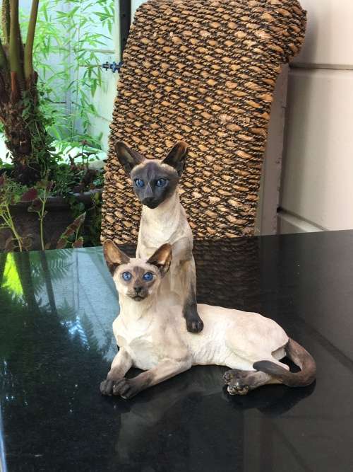 Country Artists Collectable Cat Figurines Siamese Pair Signed and Dated 2004 No: 03527