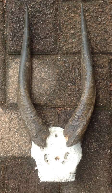 Bushbuck horns - for the pub