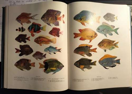 JBL & Margaret Smith - Fishes if Seychelles