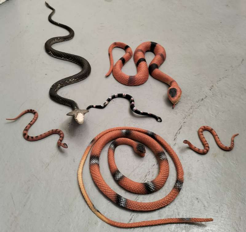 Collection of plastic toy snakes (x 6)