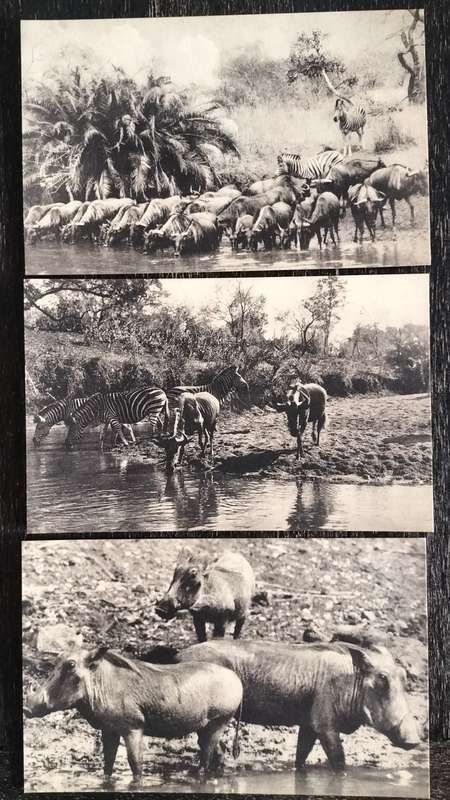 Picture post cards showing game - produced by Transvaal mission station (X3)