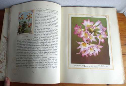 1940`s Our South African Flora Card Album. English and Afrikaans. 100 pages.