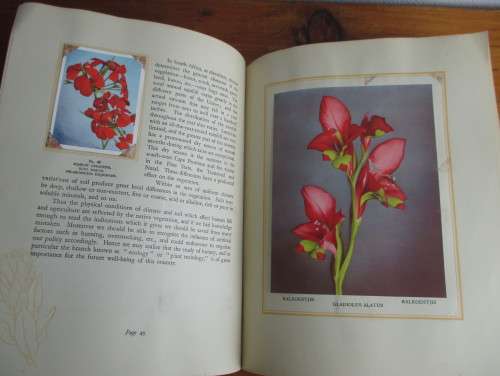 1940`s Our South African Flora Card Album. English and Afrikaans. 100 pages.