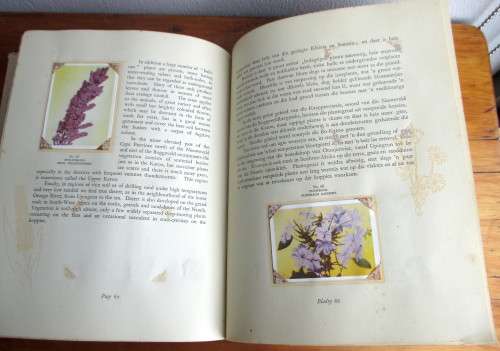 1940`s Our South African Flora Card Album. English and Afrikaans. 100 pages.