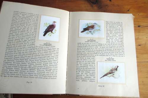 1940`s Our South African Birds Card Album. English and Afrikaans. 106 pages. Extra loose cards.