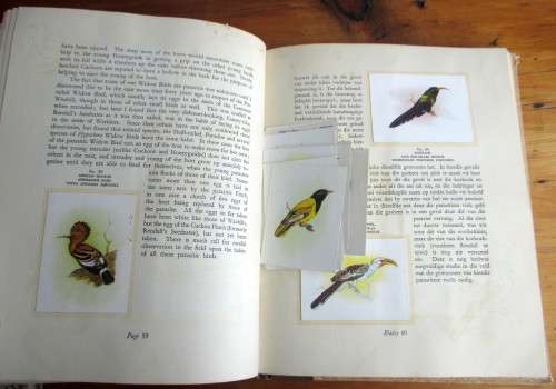 1940`s Our South African Birds Card Album. English and Afrikaans. 106 pages. Extra loose cards.
