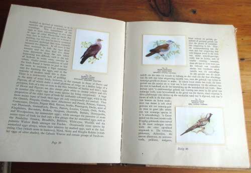 1940`s Our South African Birds Card Album. English and Afrikaans. 106 pages. Extra loose cards.