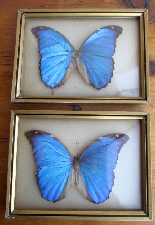 Two Vintage Blue Morpho Butterflies Taxidermy Domed Framed. 195mm x 145mm