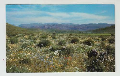 Vintage Unused Postcard - Bidouw Valley - Clamwilliam