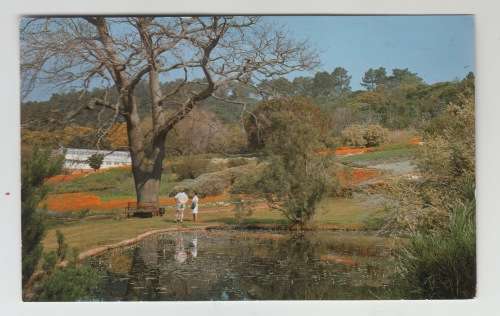 Vintage Unused Postcard - Kirstenbosch Cape Town