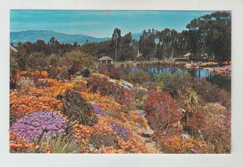 Vintage Unused Postcard -  Caledon Garden