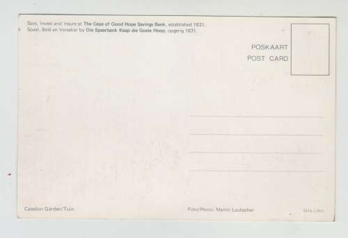 Vintage Unused Postcard -  Caledon Garden