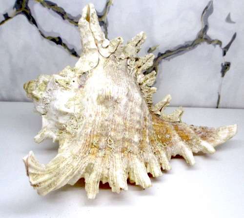 Large Murex Ramosus Shell. 200 x150x 120 mm. Lovely Item. Rare.