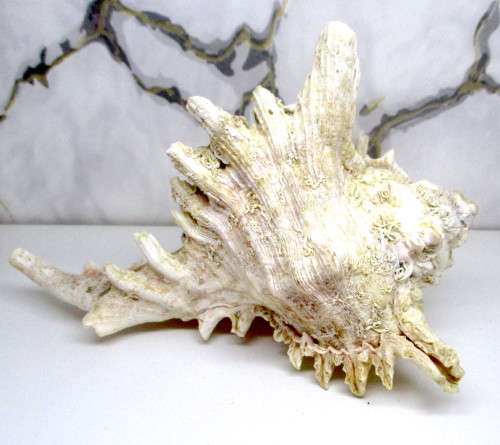 Large Murex Ramosus Shell. 200 x150x 120 mm. Lovely Item. Rare.