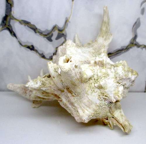 Large Murex Ramosus Shell. 200 x150x 120 mm. Lovely Item. Rare.