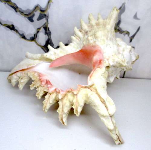 Large Murex Ramosus Shell. 200 x150x 120 mm. Lovely Item. Rare.