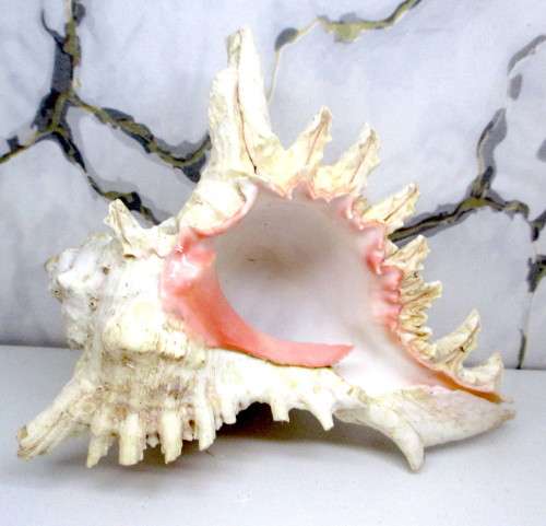 Large Murex Ramosus Shell. 200 x150x 120 mm. Lovely Item. Rare.