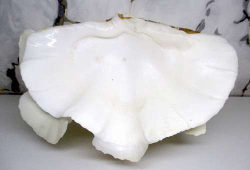 TRIDACNA SQUAMOSA RUFFLED CLAM SEA SHELL HALF. 250 x170 x12mm