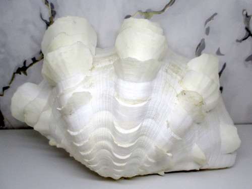 TRIDACNA SQUAMOSA RUFFLED CLAM SEA SHELL HALF. 250 x170 x12mm