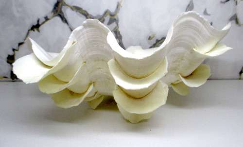 TRIDACNA SQUAMOSA RUFFLED CLAM SEA SHELL HALF. 250 x170 x12mm