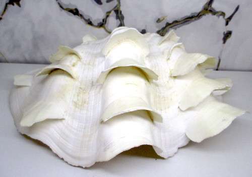 TRIDACNA SQUAMOSA RUFFLED CLAM SEA SHELL HALF. 250 x170 x12mm