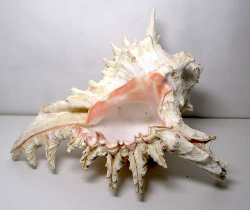 Murex Ramosus Shell. 180 x150x 120 mm. Lovely Item. Rare.