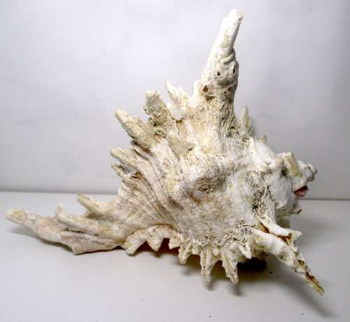 Murex Ramosus Shell. 180 x150x 120 mm. Lovely Item. Rare.
