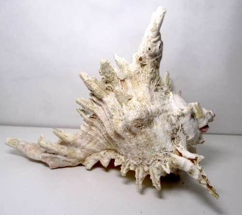 Murex Ramosus Shell. 180 x150x 120 mm. Lovely Item. Rare.