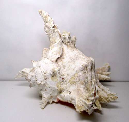 Murex Ramosus Shell. 180 x150x 120 mm. Lovely Item. Rare.