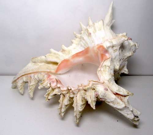 Murex Ramosus Shell. 180 x150x 120 mm. Lovely Item. Rare.