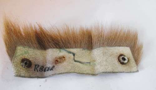 Metal Springbok head on Real Springbok hair cuff with stutts. 15cm. Marked with name. Unique.