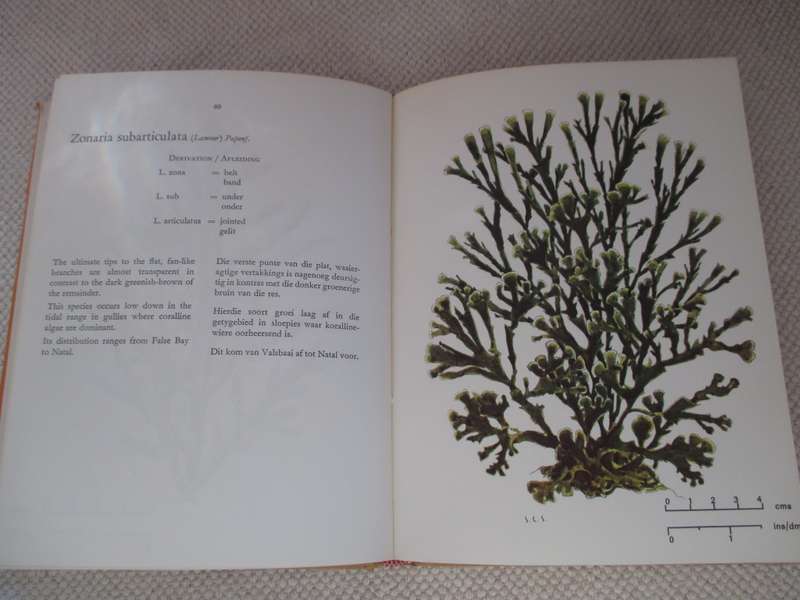 The seaweeds of the Tsitsikama Coastal National Park  Dr. S. C. Seagrief