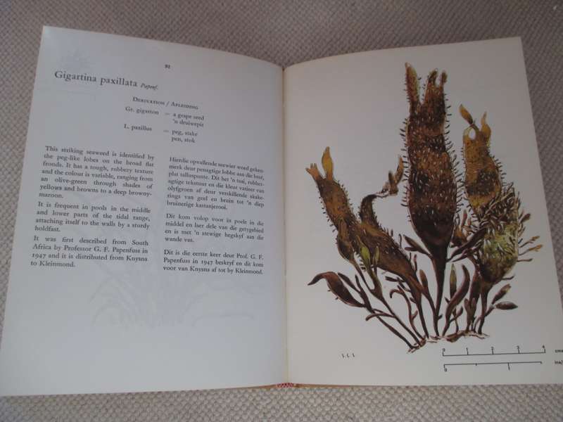 The seaweeds of the Tsitsikama Coastal National Park  Dr. S. C. Seagrief