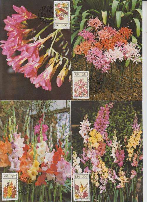 Set of four Posrcards. Hermanus SA Floral Emigrants 1985.