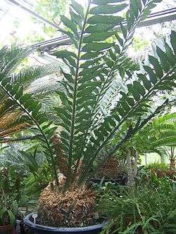 Encephalartos Ferox - Seeds for Sale