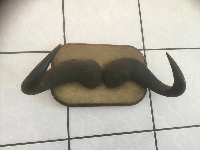 African buffalo mounted horns