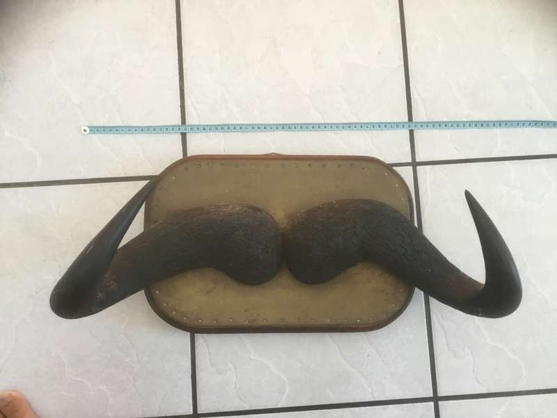 African buffalo mounted horns