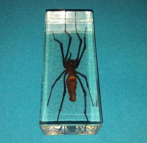 GOLDEN SILK ORB WEAVER SPECIMEN/ ACRYLIC PAPERWEIGHT
