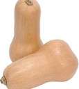 Cucurbita maxima (Butternut Squash), Lot of 10 seeds