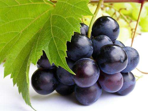HUGE FRUIT! Juicy Black Grape Seeds - Bulk pack of 10