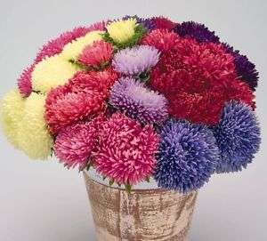 ASTER SEEDS (Callistephus chinensis) :  BOUQUET POWDERPUFF MIX : LOT OF 10 SEEDS
