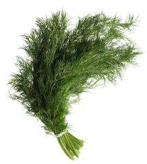 Dill Herb Seeds - Lot of 10 Seeds