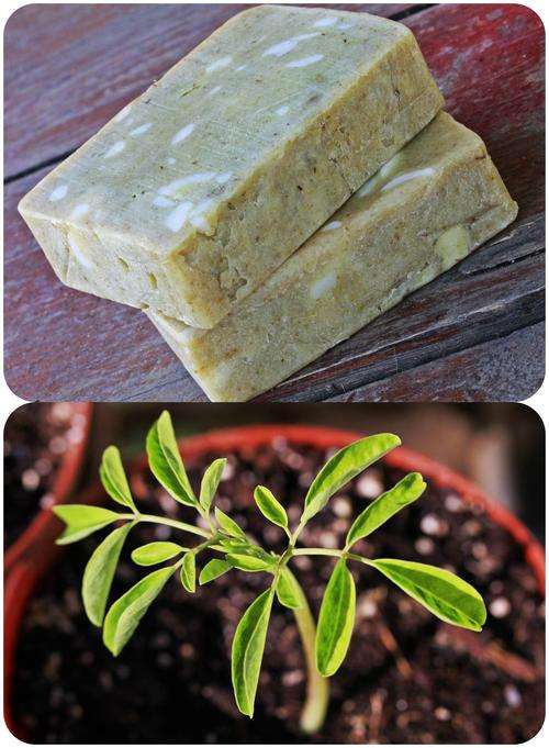Moringa Soap