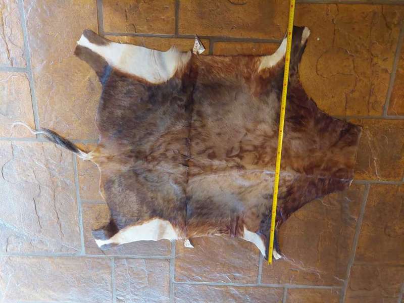 Animal Skins x 4 - KUDU - WILDEBEES - BLESBOK X 2