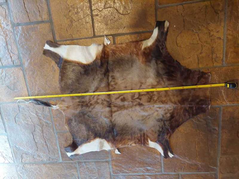 Animal Skins x 4 - KUDU - WILDEBEES - BLESBOK X 2