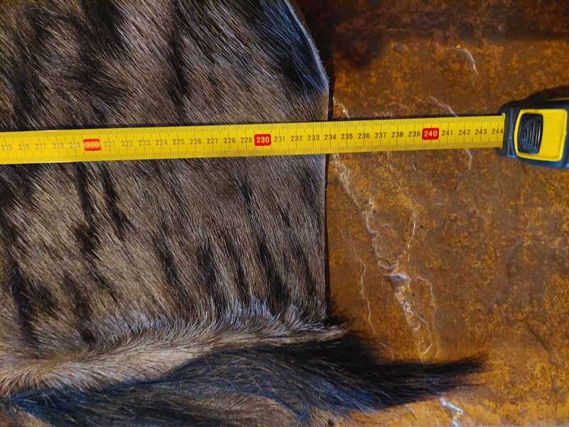 Animal Skins x 4 - KUDU - WILDEBEES - BLESBOK X 2