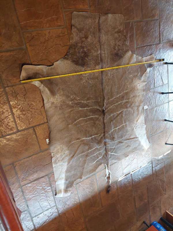 Animal Skins x 4 - KUDU - WILDEBEES - BLESBOK X 2